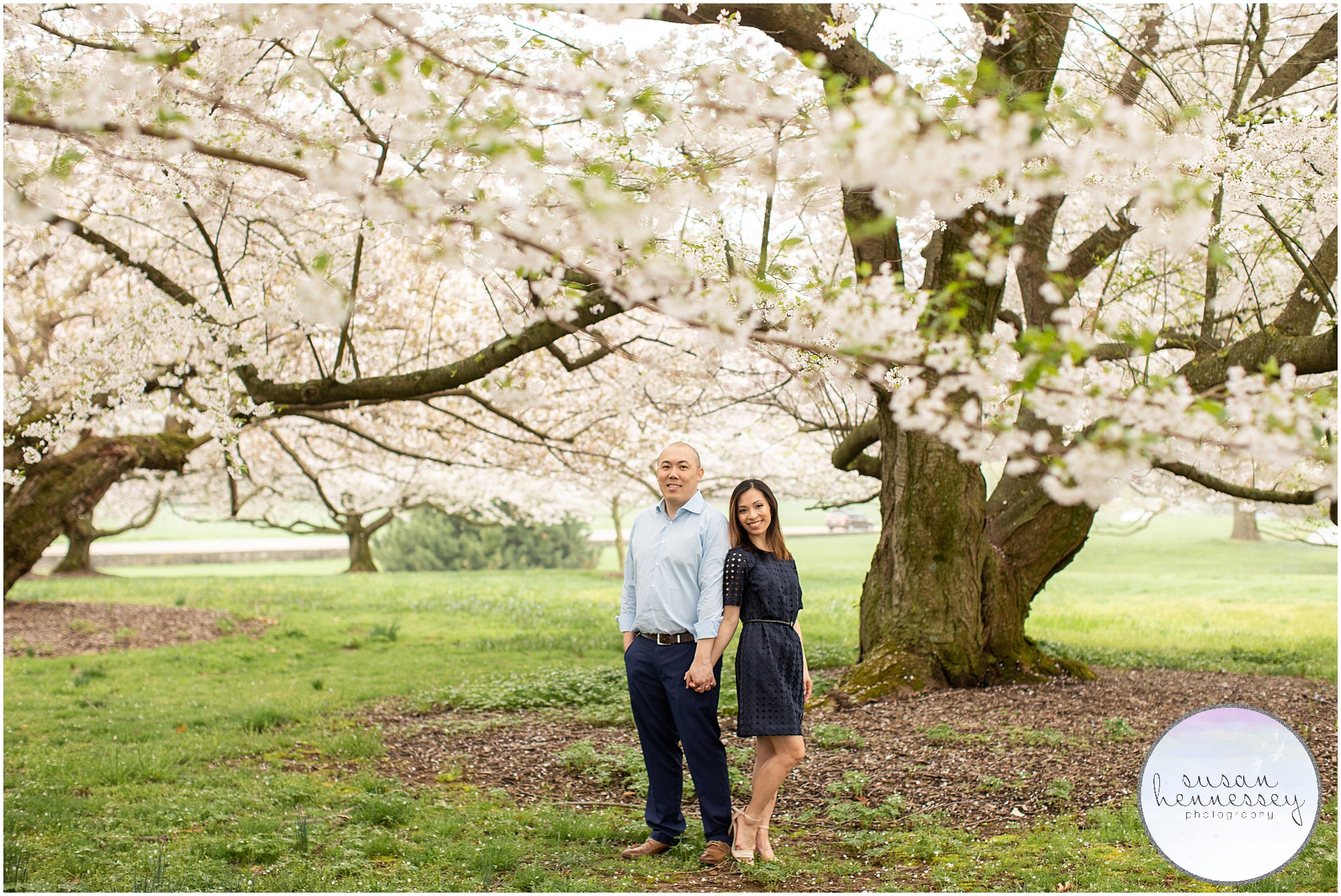 Cherry Blossom trees at Longwood Gardens