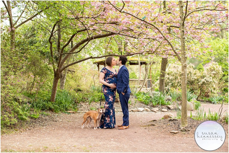A pregnant couple and their dogs at Cherry blossom maternity session at Sayen Gardens 